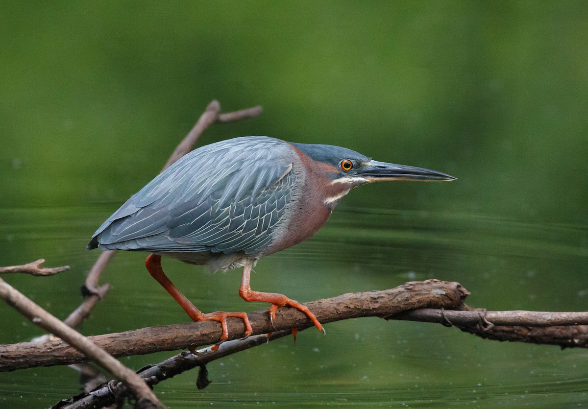 Green Heron - ML58091011