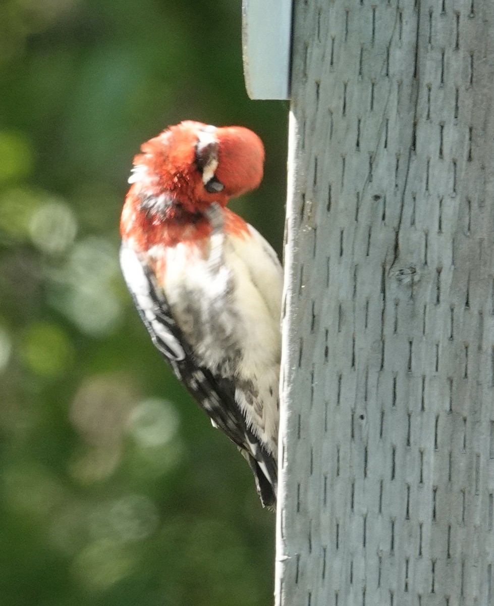 Red-breasted Sapsucker - ML580910131