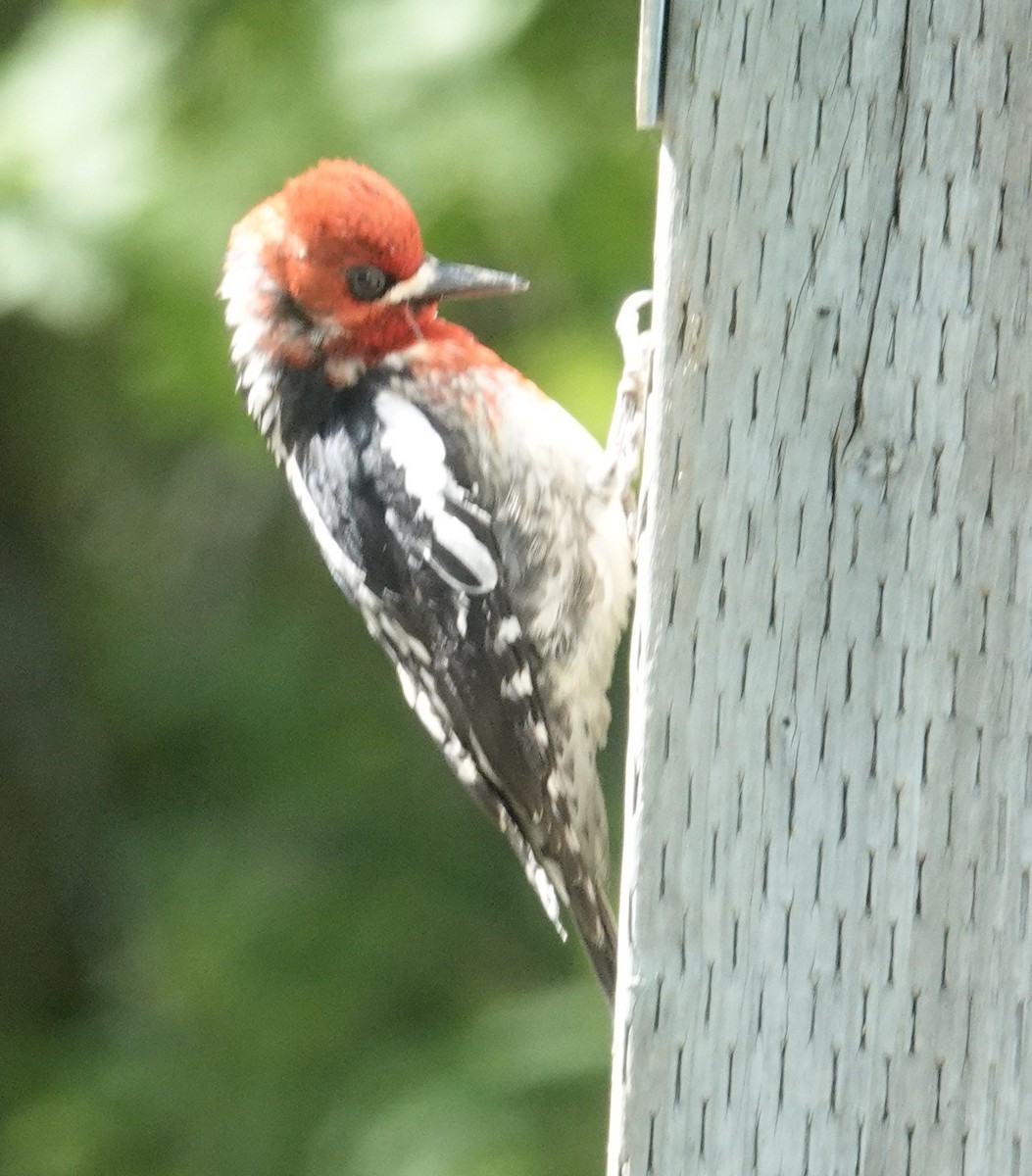 Red-breasted Sapsucker - ML580910461