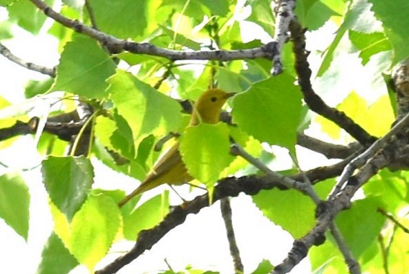 Yellow Warbler - ML580910521