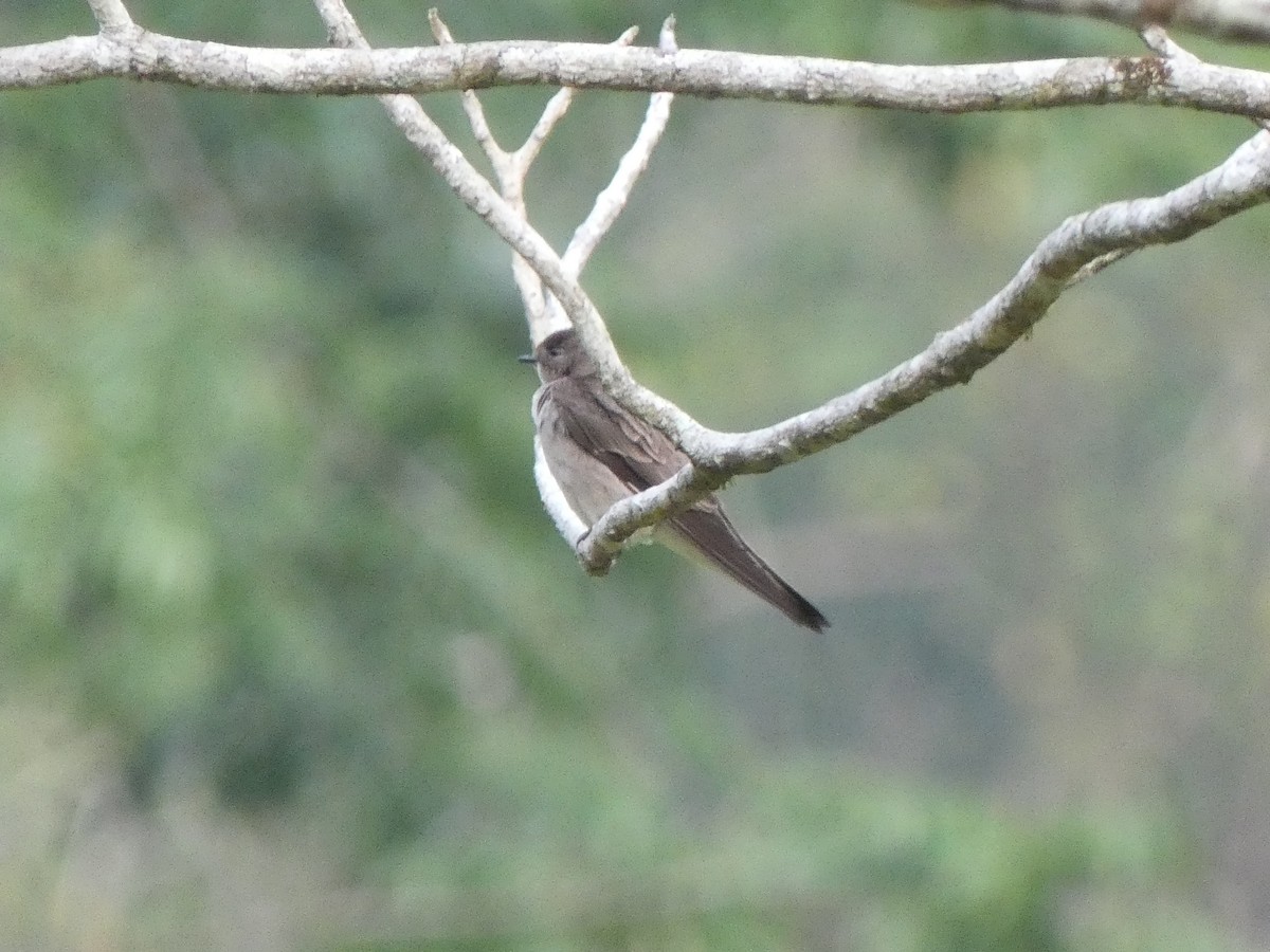Northern Rough-winged Swallow - ML580910831