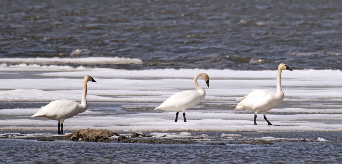 Tundra Swan - Scott Berglund