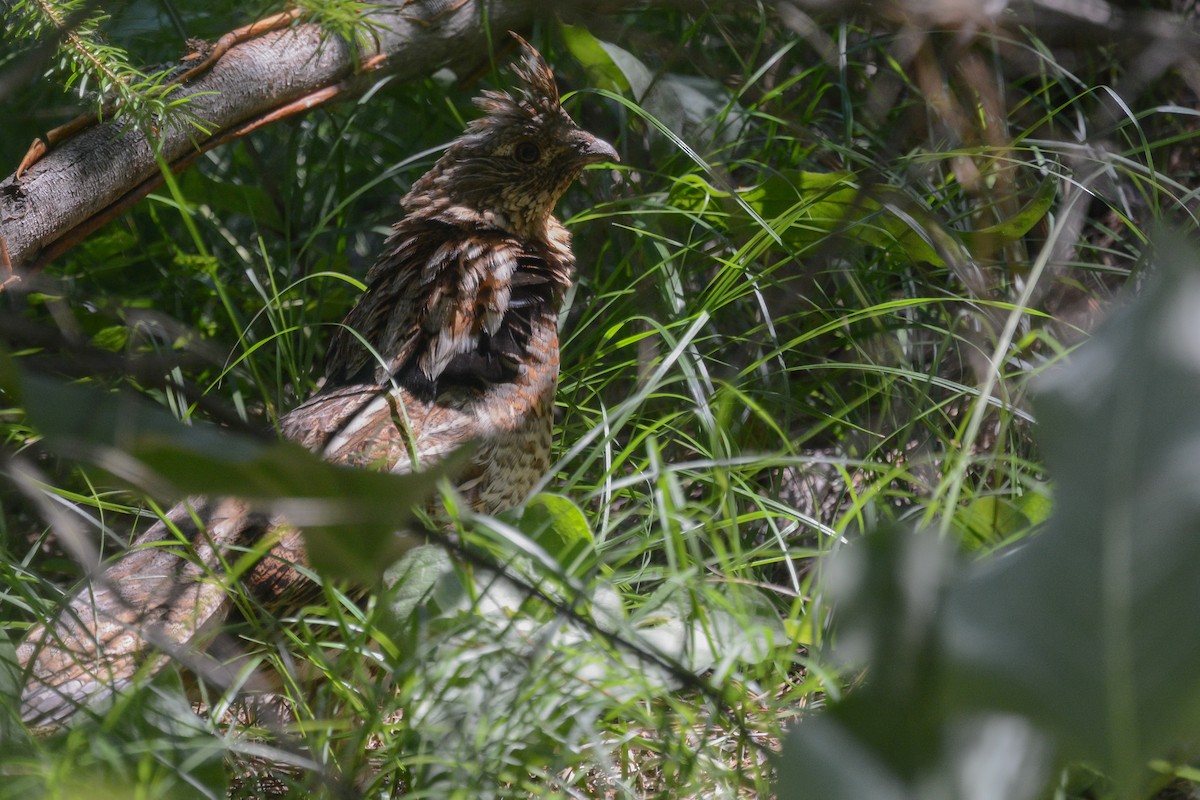 Ruffed Grouse - ML580912721