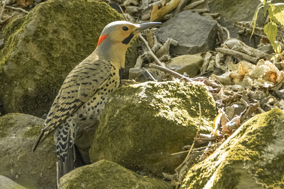 Northern Flicker - ML580912741