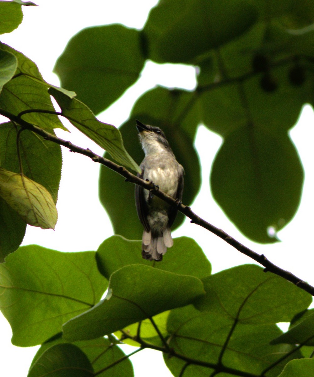 Tessmann's Flycatcher - ML580912791