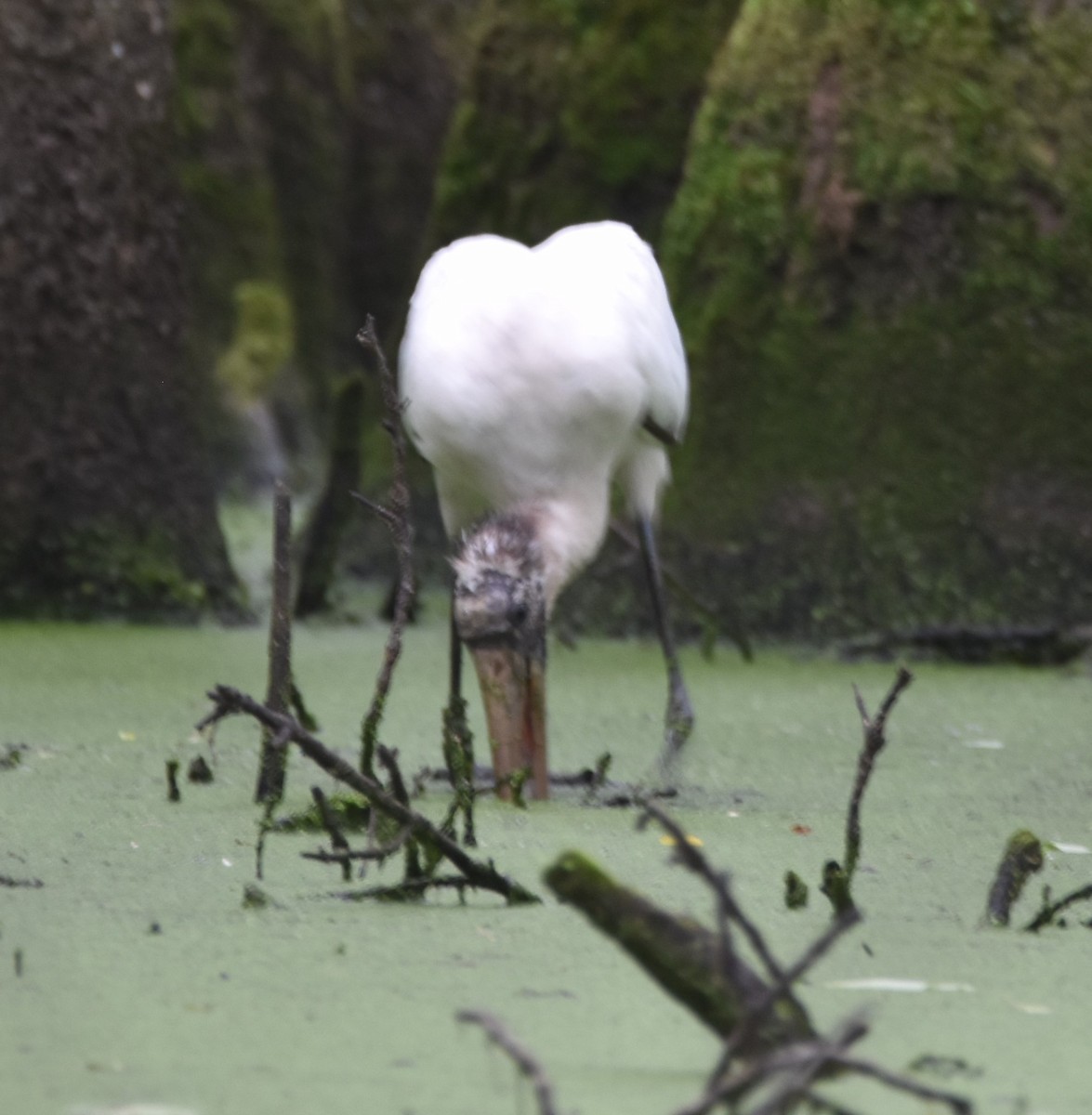 アメリカトキコウ - ML580913061