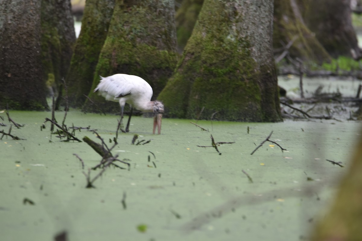 アメリカトキコウ - ML580913381