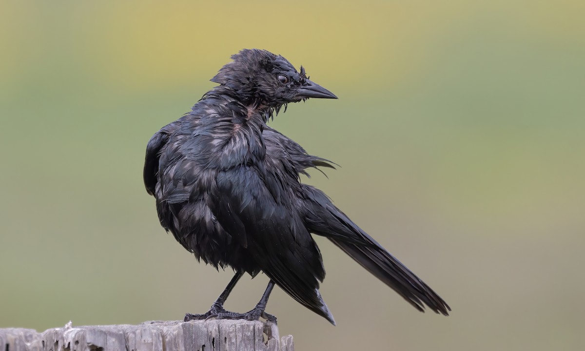 Brewer's Blackbird - ML580913481