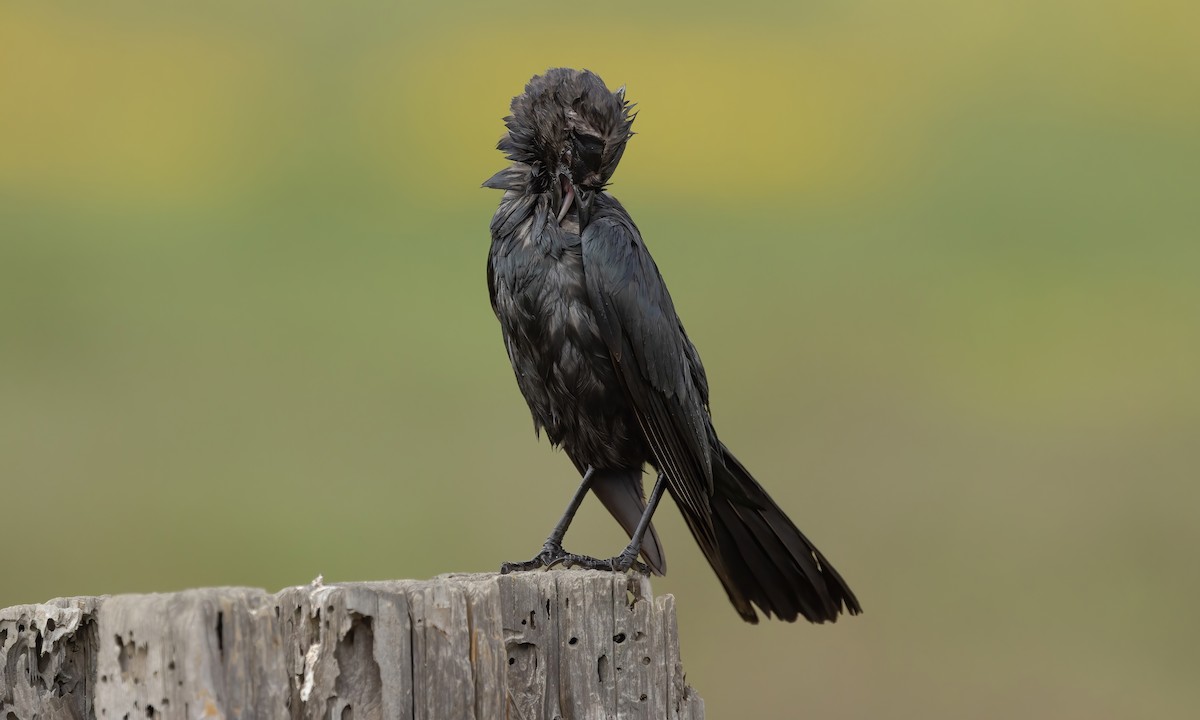 Brewer's Blackbird - ML580913511