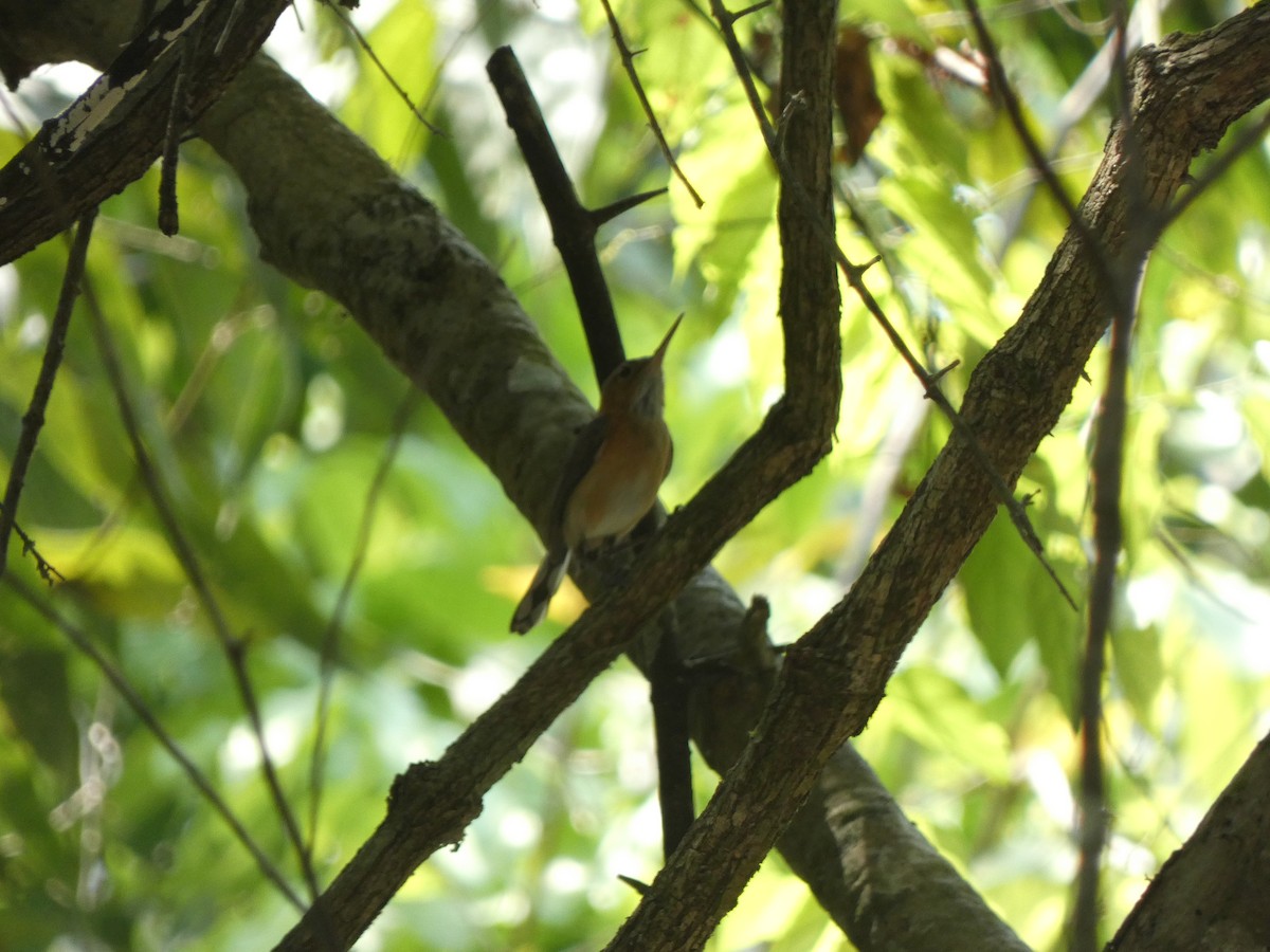 Long-billed Gnatwren - Donald Wellmann