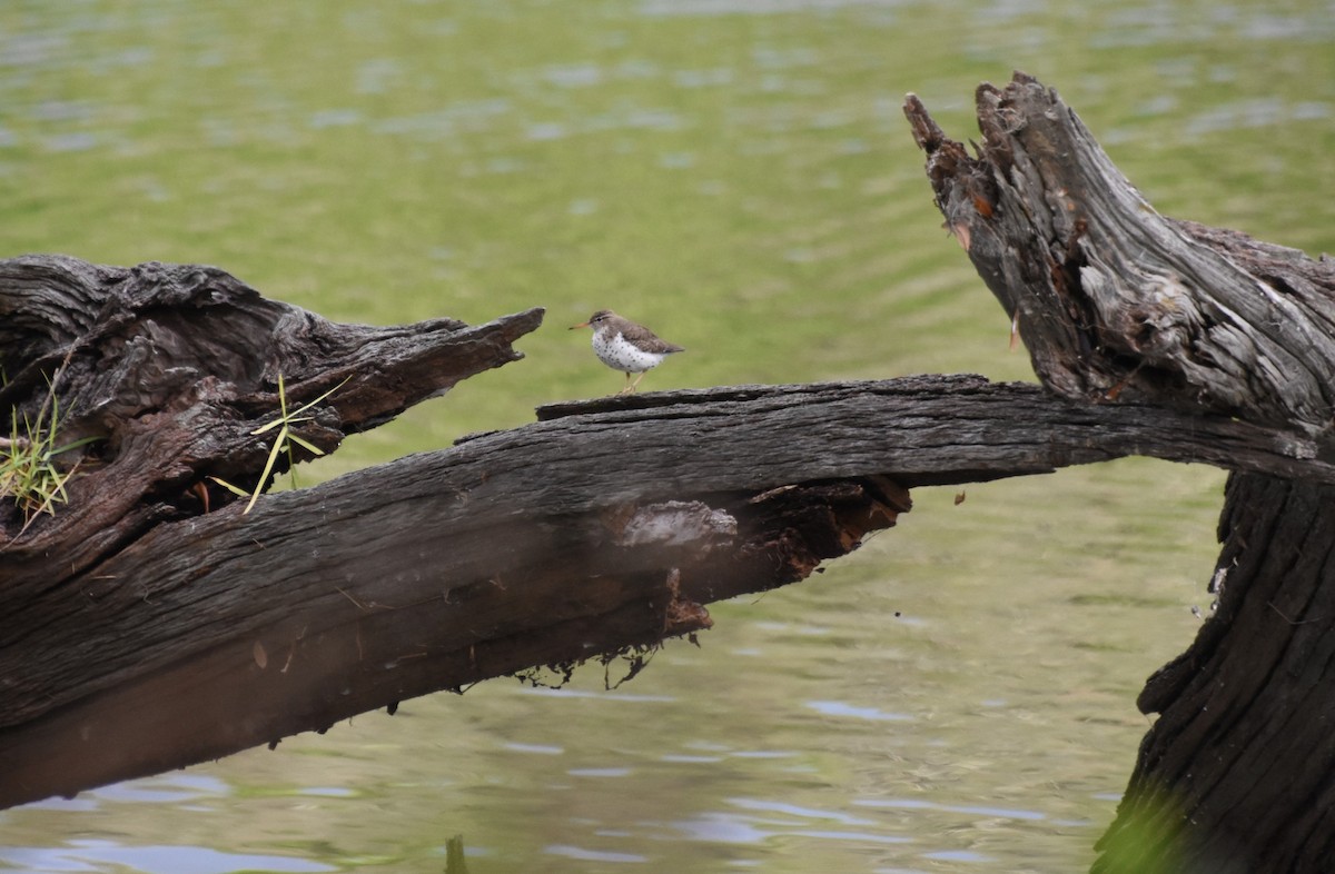 Spotted Sandpiper - Thomas Rohtsalu