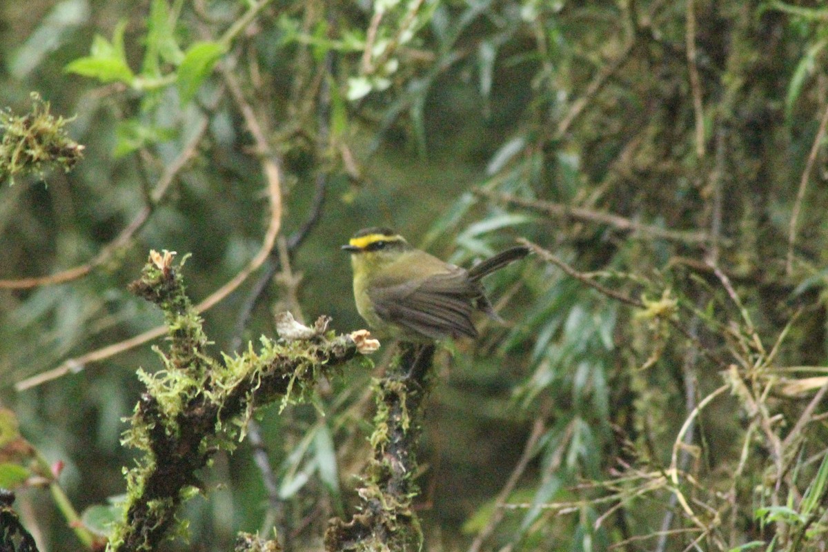 Yellow-bellied Chat-Tyrant - ML580916091