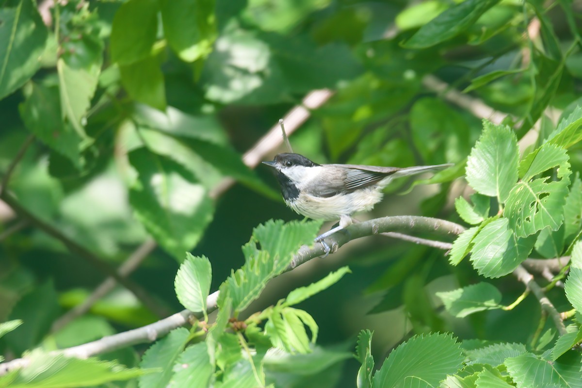 Carolina Chickadee - ML580916731