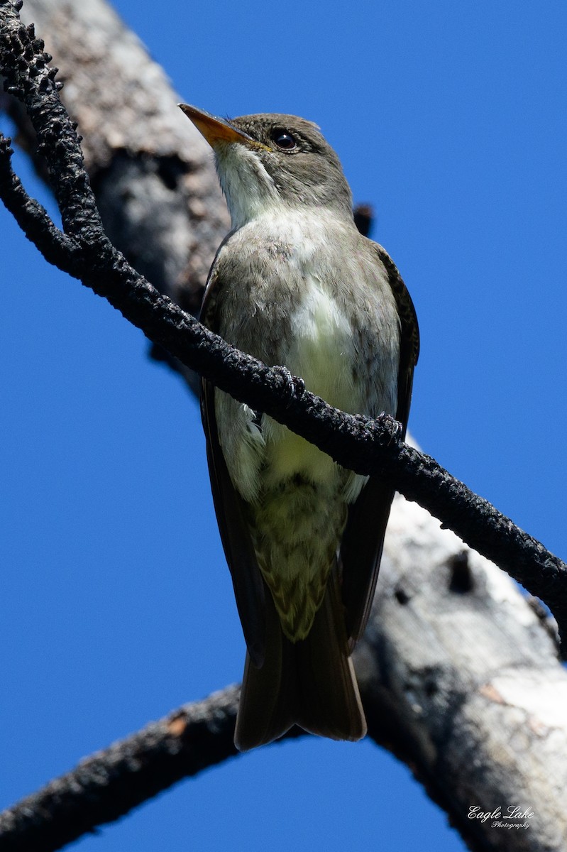 Olive-sided Flycatcher - ML580916771