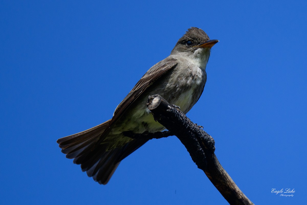 Olive-sided Flycatcher - ML580916781