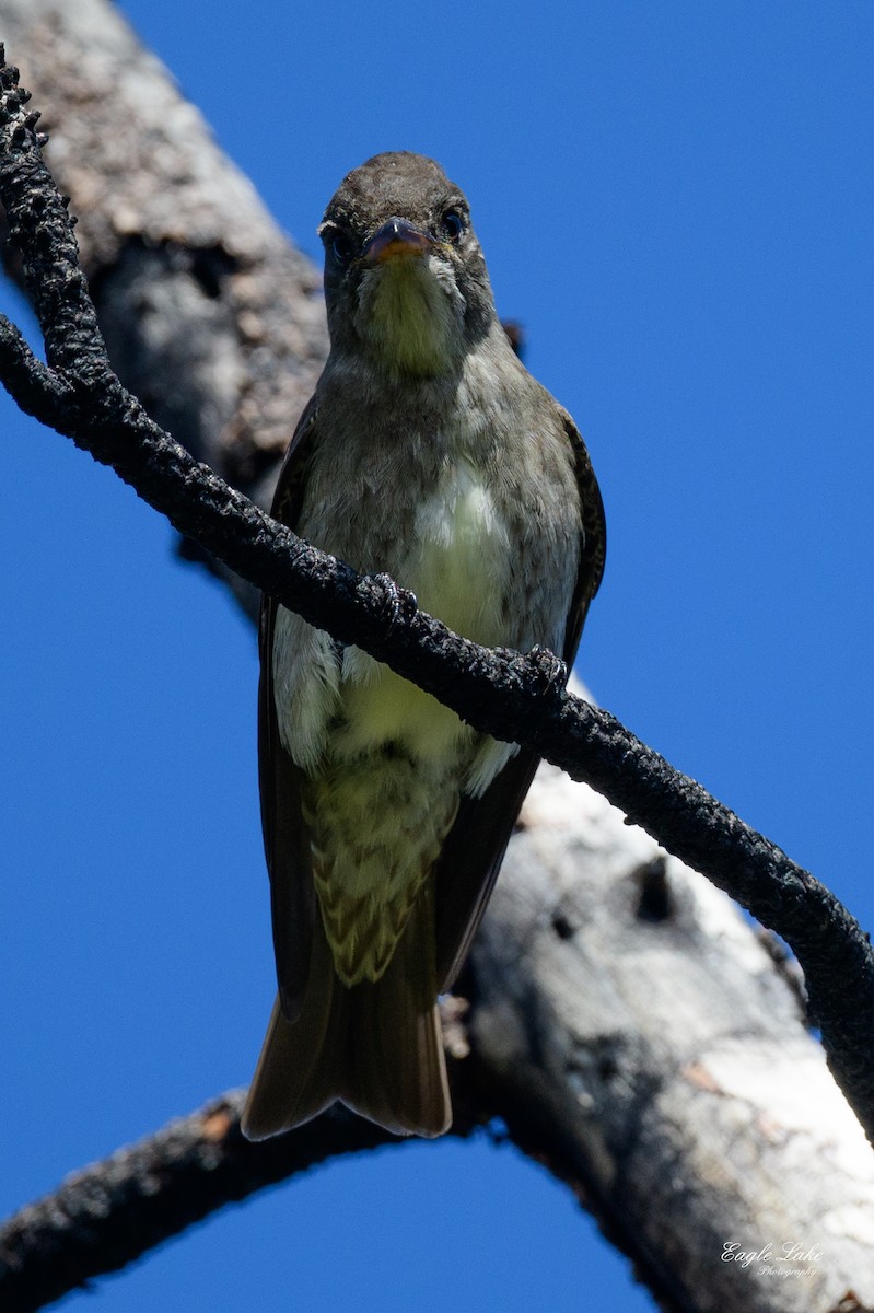 Olive-sided Flycatcher - ML580916791