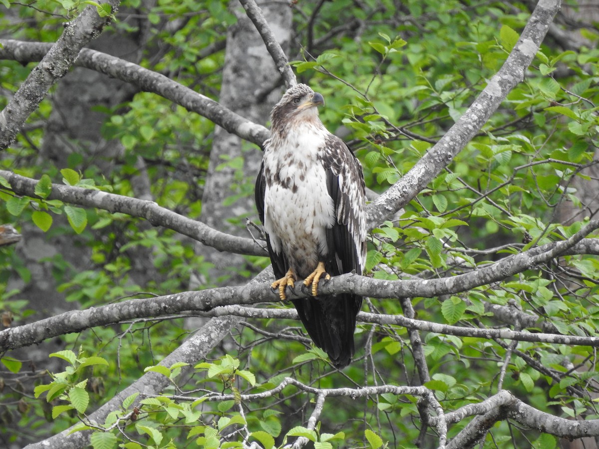 Bald Eagle - ML580917141
