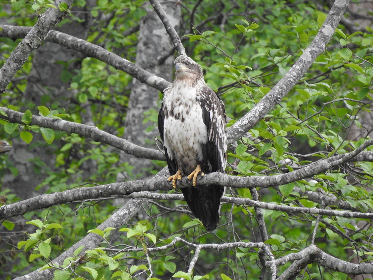 Bald Eagle - ML580917151
