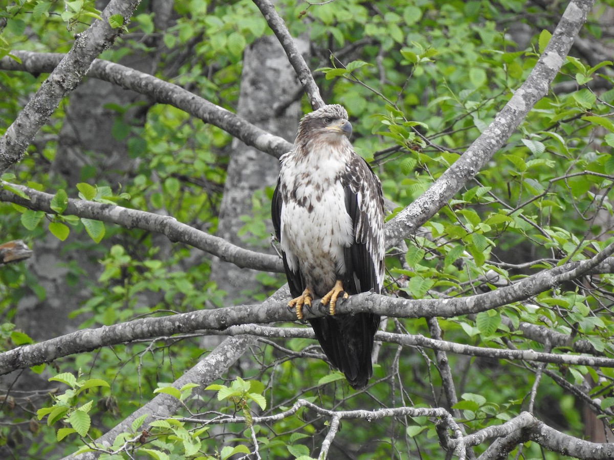 Bald Eagle - ML580917161