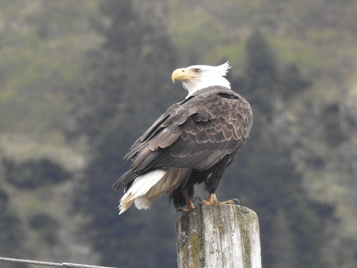 Bald Eagle - ML580917171