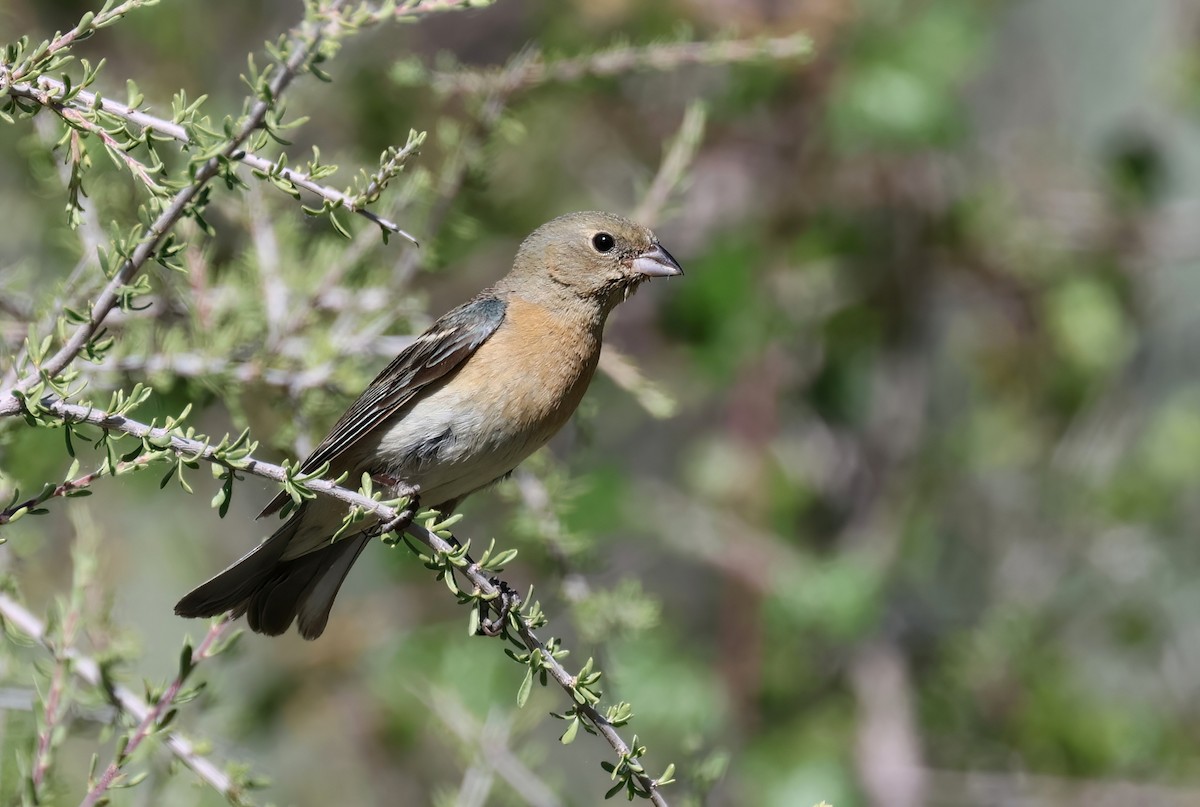 Lazuli Bunting - ML580917421