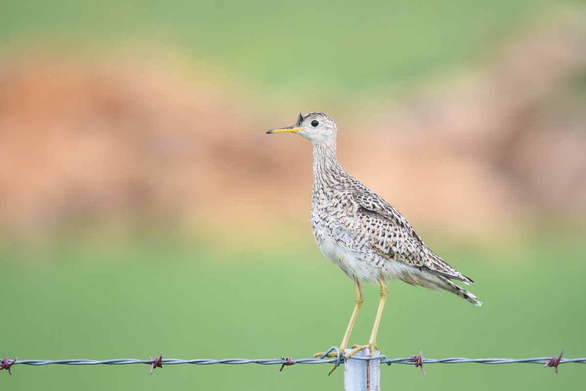 Upland Sandpiper - ML580917761