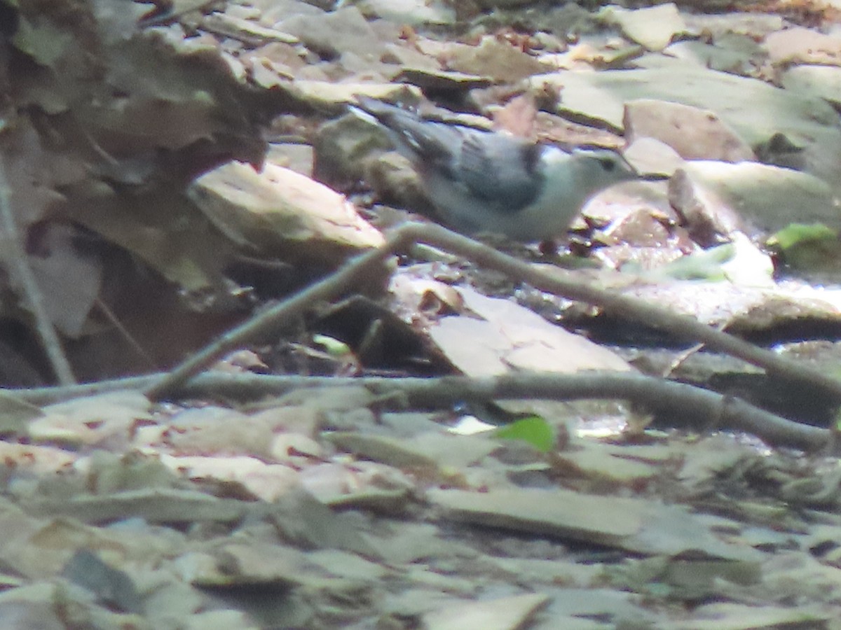 White-breasted Nuthatch - ML580918111