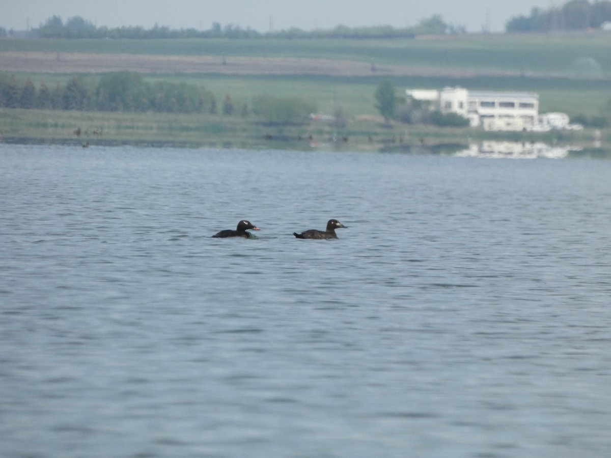 White-winged Scoter - Nathan Heuver