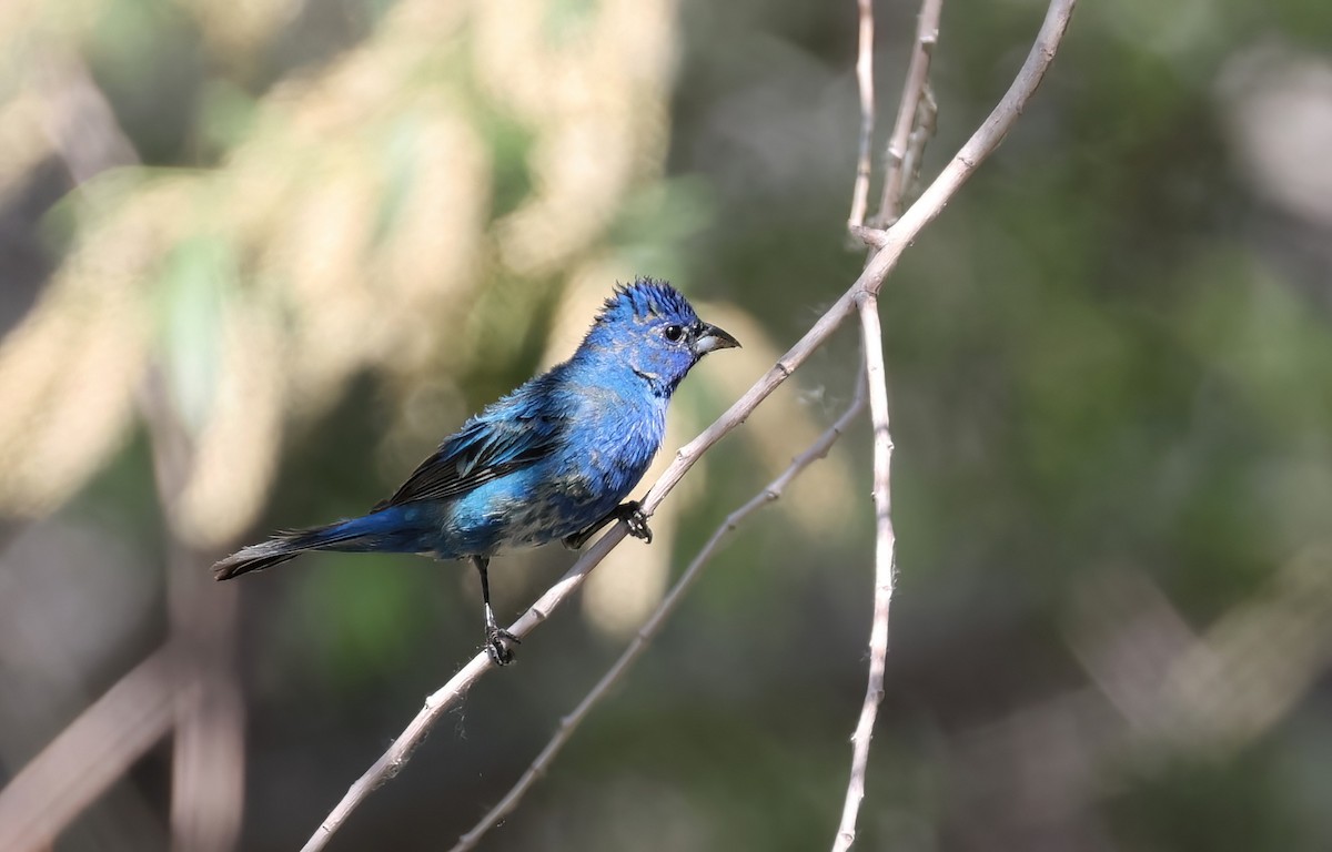 Indigo Bunting - Matthew Grube