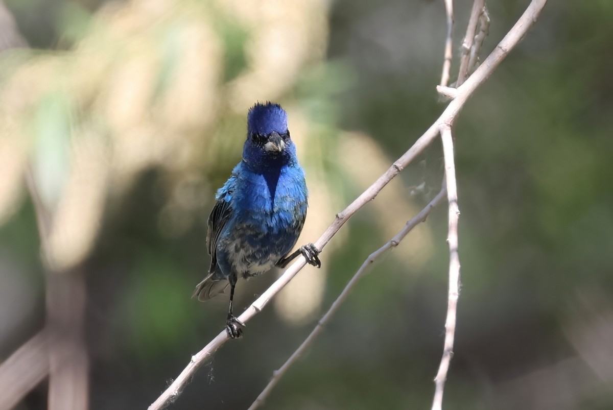 Indigo Bunting - Matthew Grube