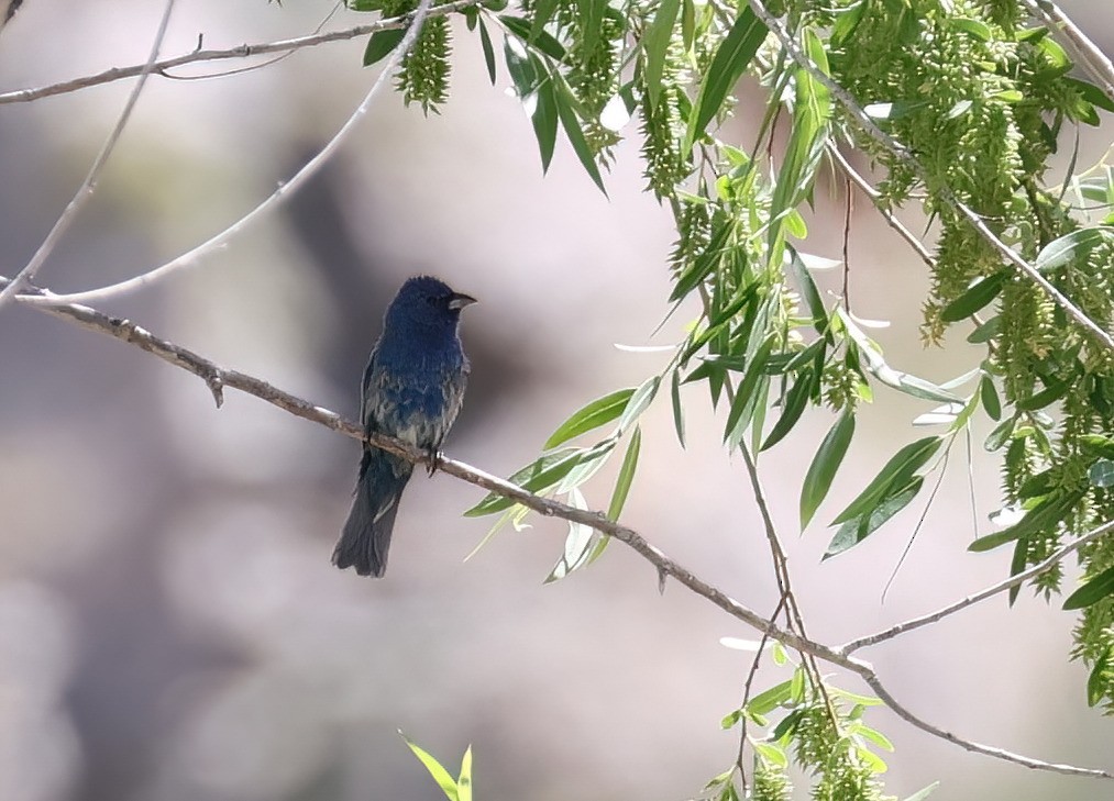 Indigo Bunting - Matthew Grube