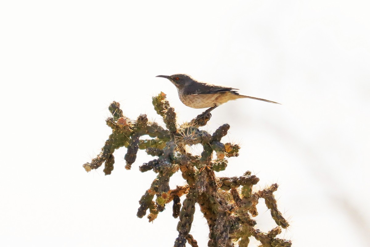 Curve-billed Thrasher - ML580918321