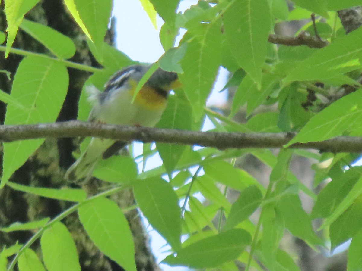 Northern Parula - ML580918441