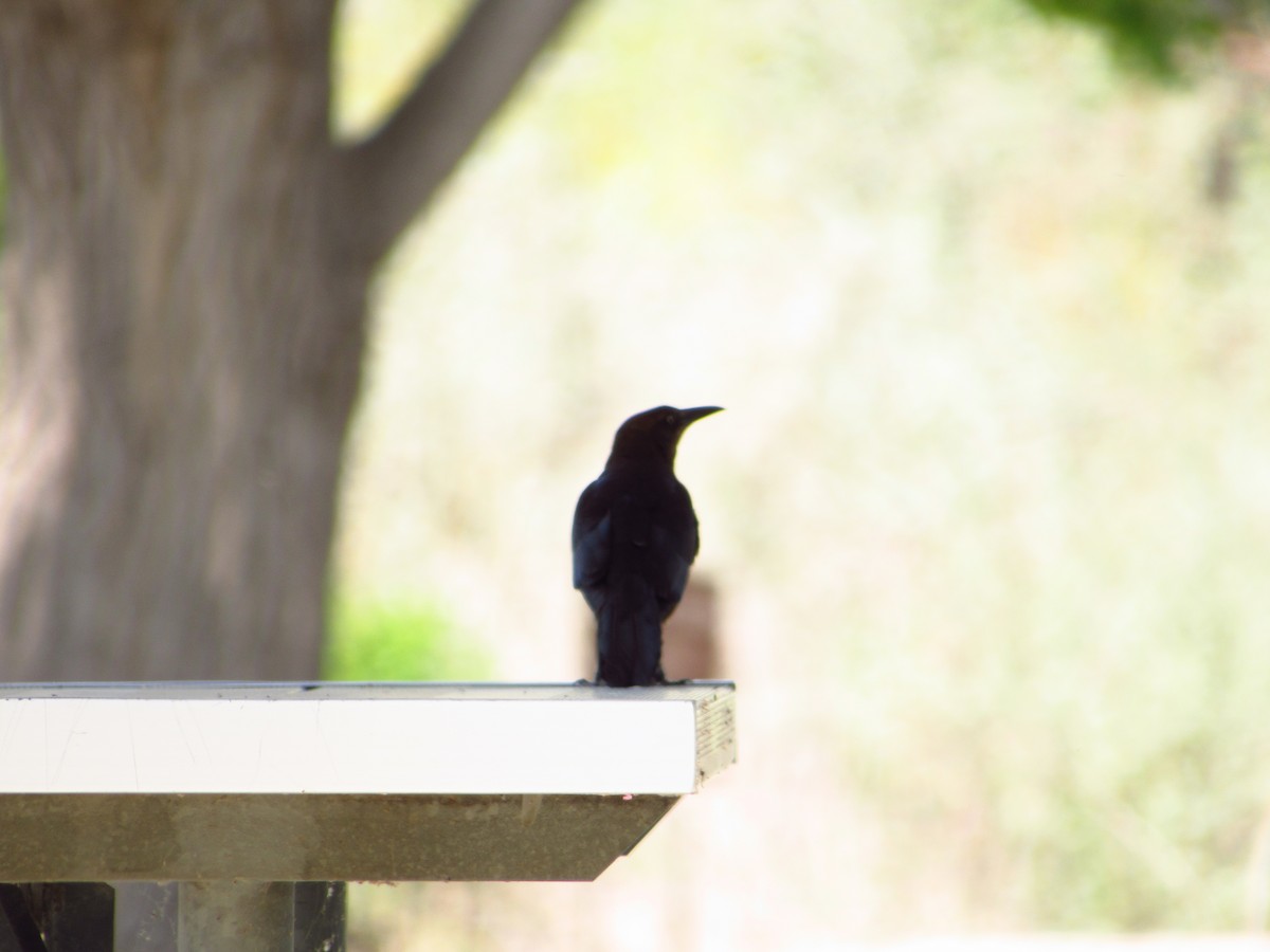 Great-tailed Grackle - ML580920351