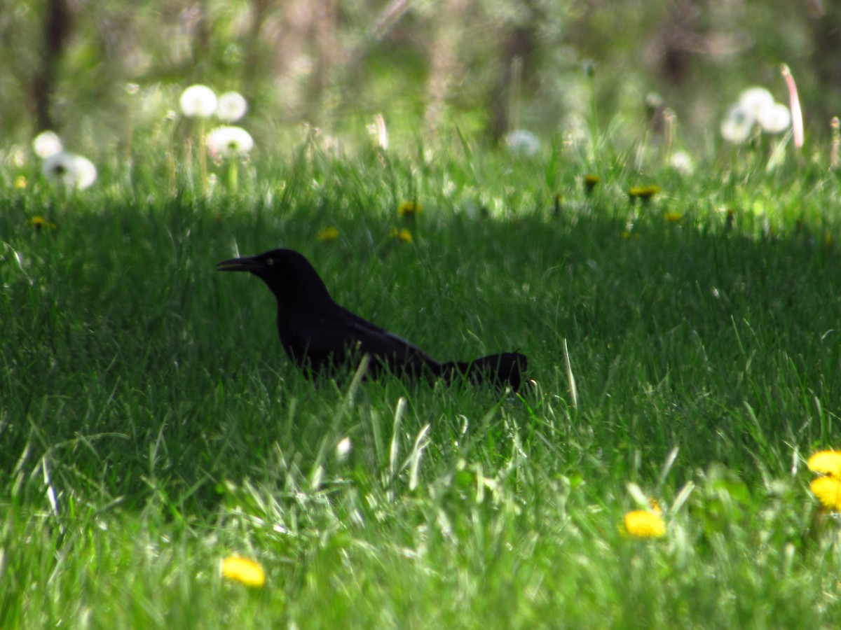 Great-tailed Grackle - ML580920361