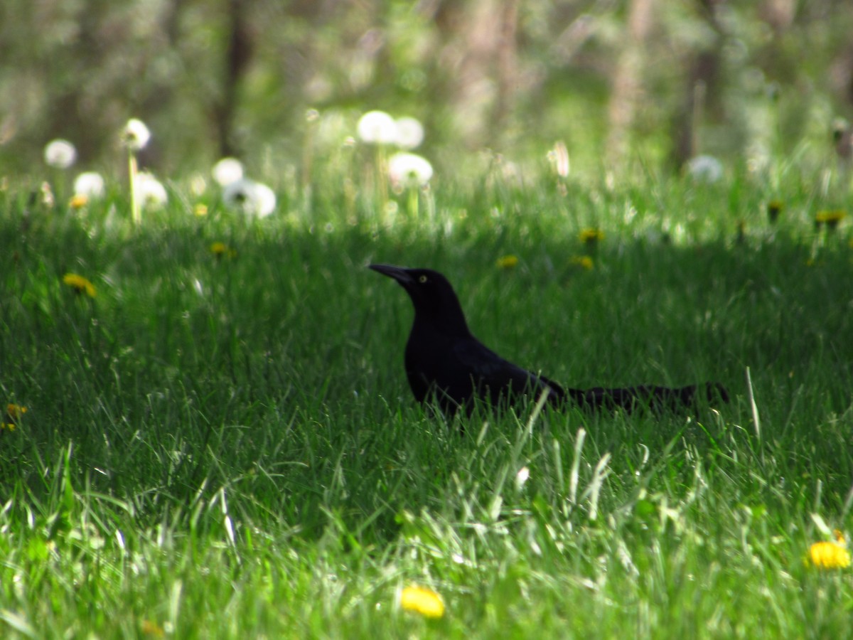 Great-tailed Grackle - ML580920381
