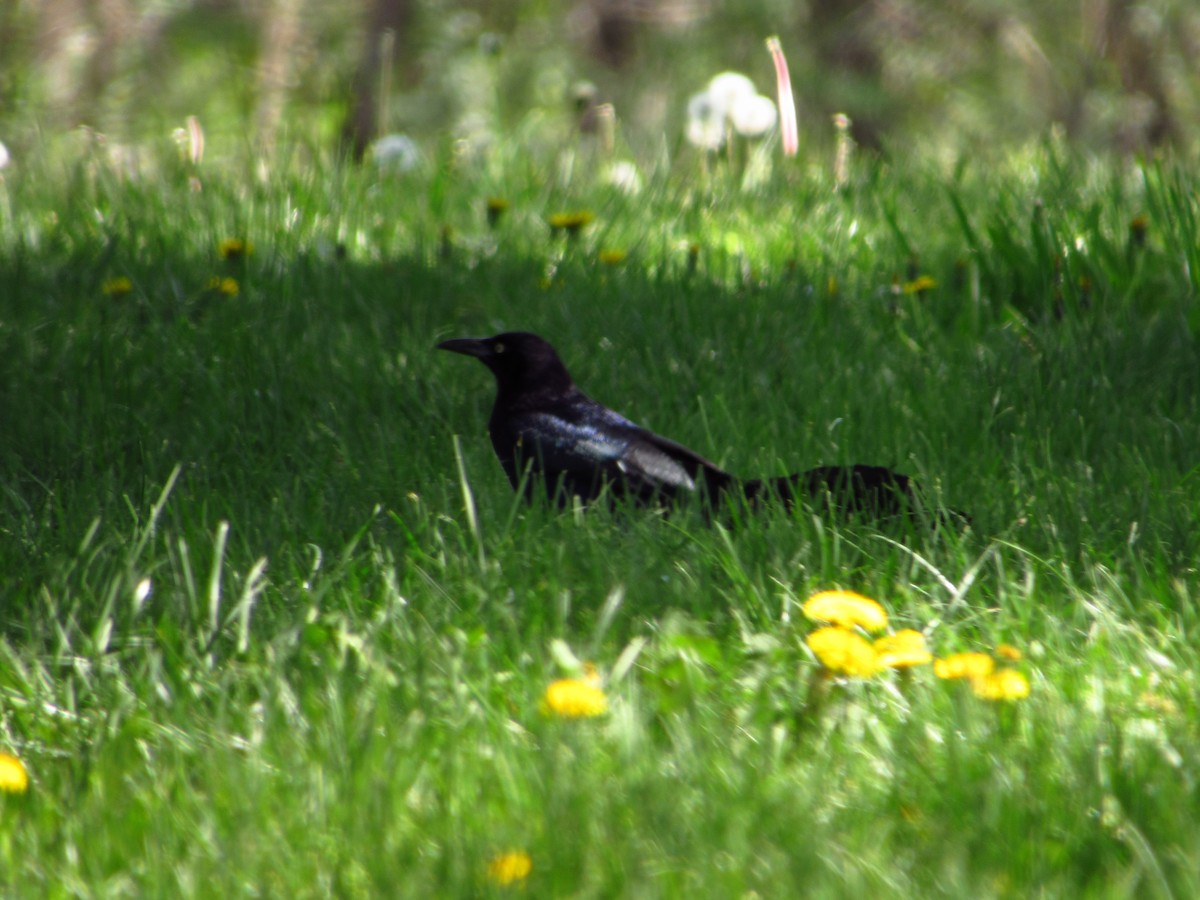 Great-tailed Grackle - ML580920391