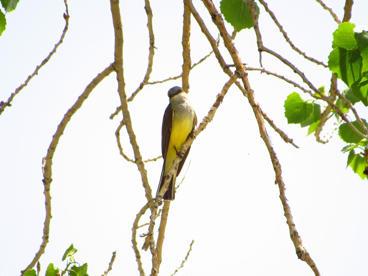 Western Kingbird - ML580920561