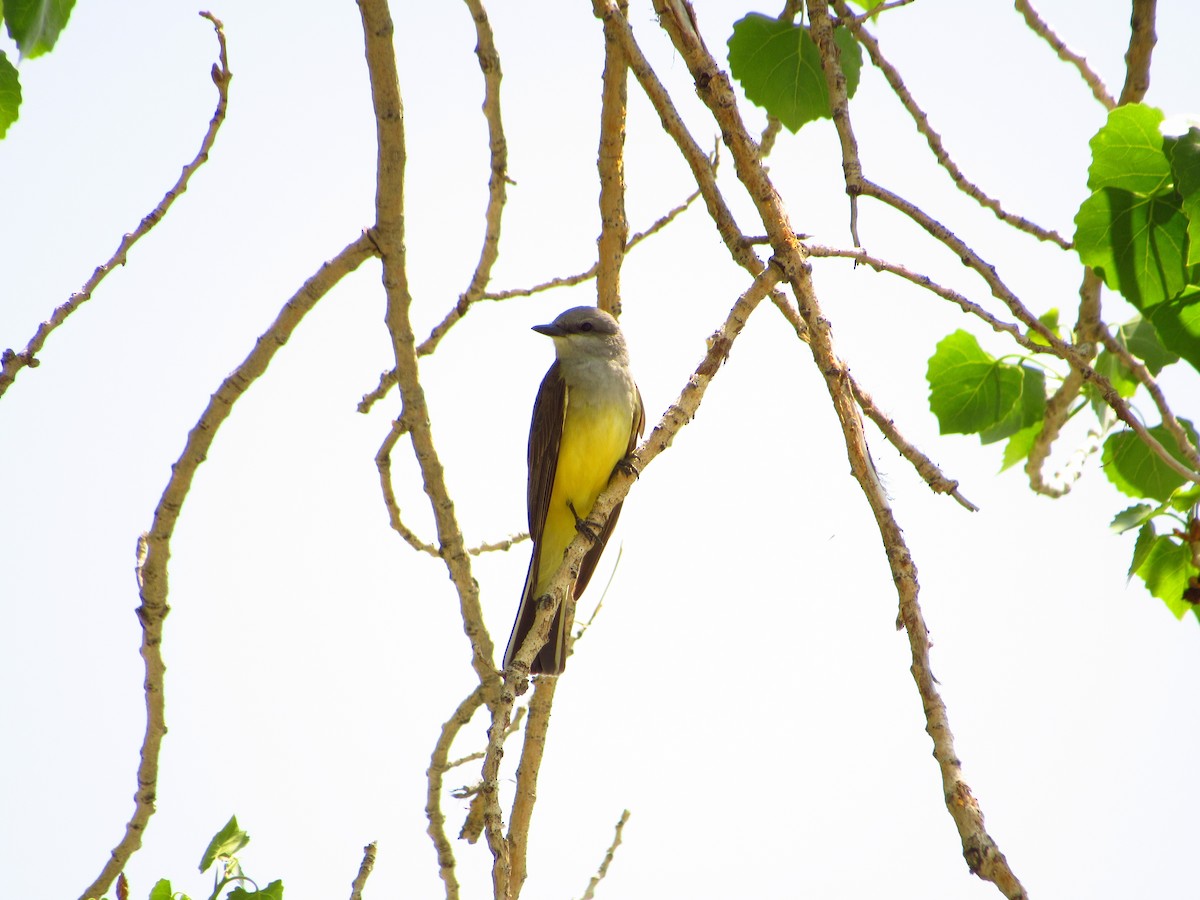 Western Kingbird - ML580920581