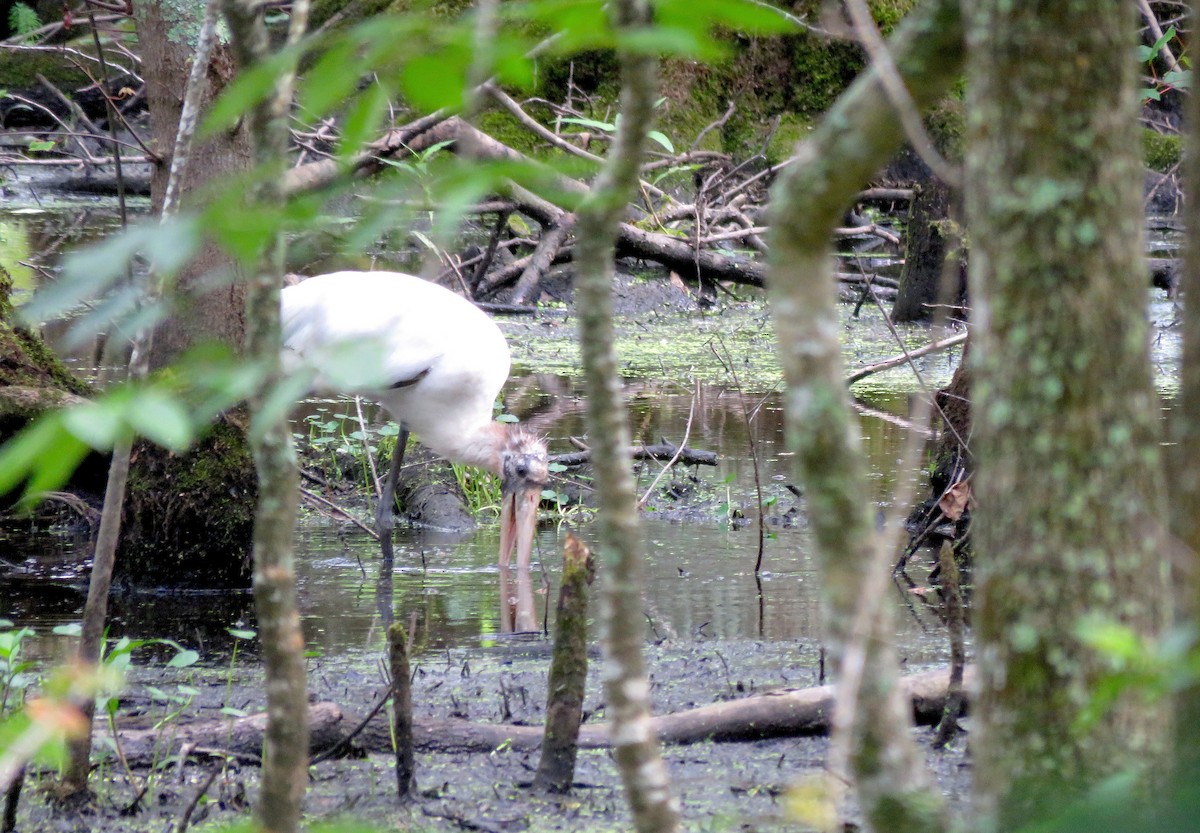 アメリカトキコウ - ML580920591