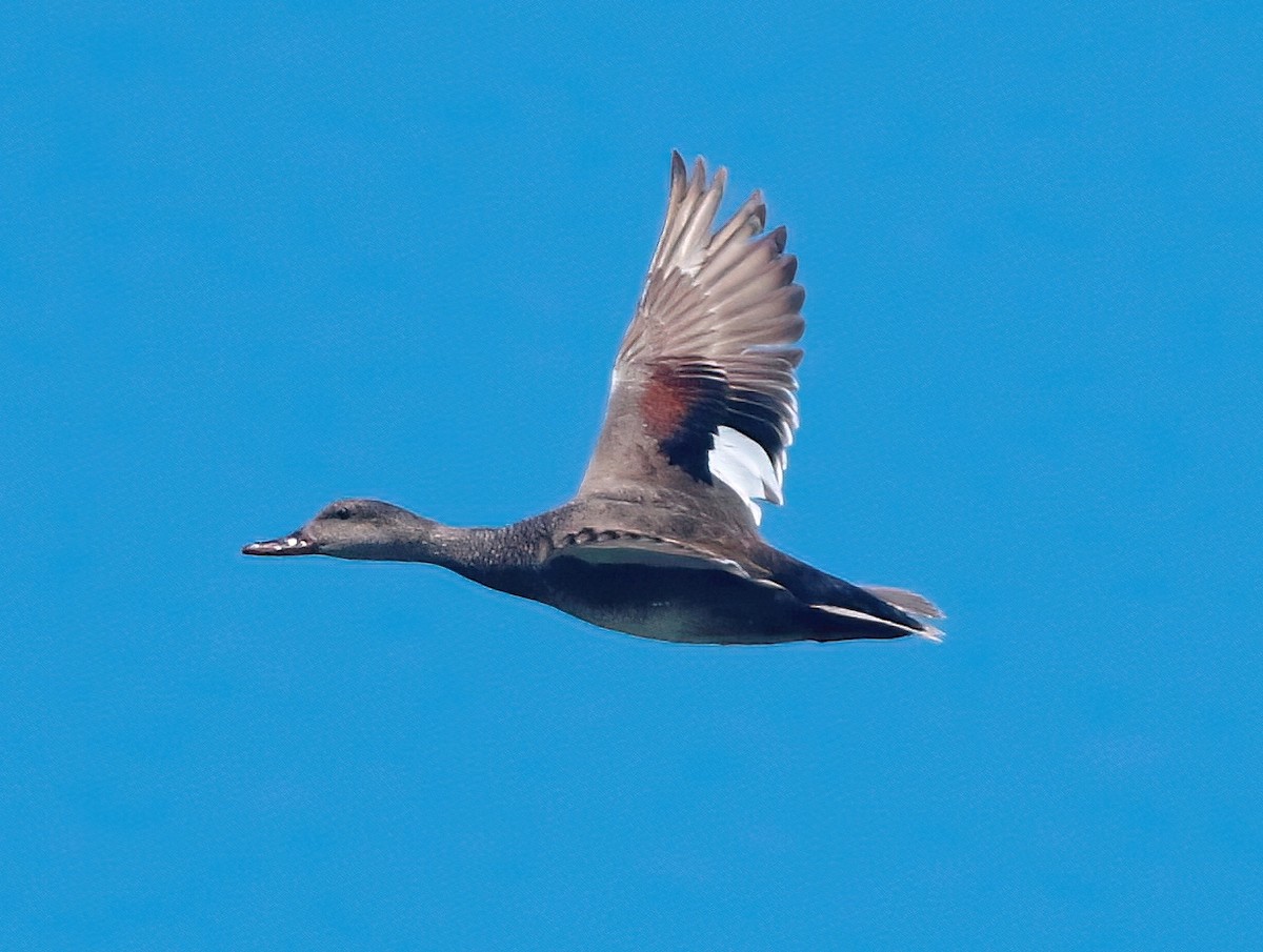 Gadwall - Mark  Ludwick