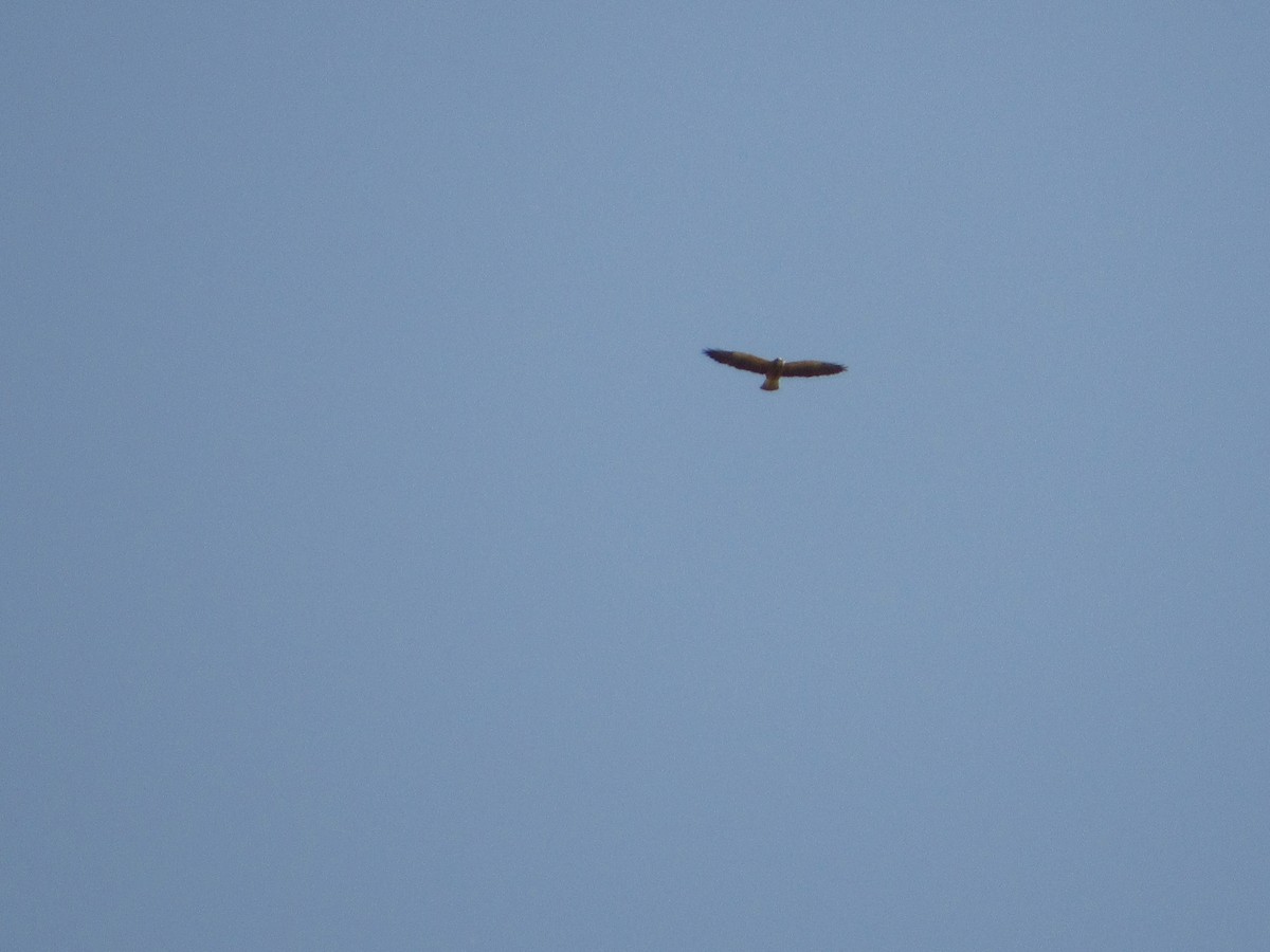 Swainson's Hawk - ML580920761