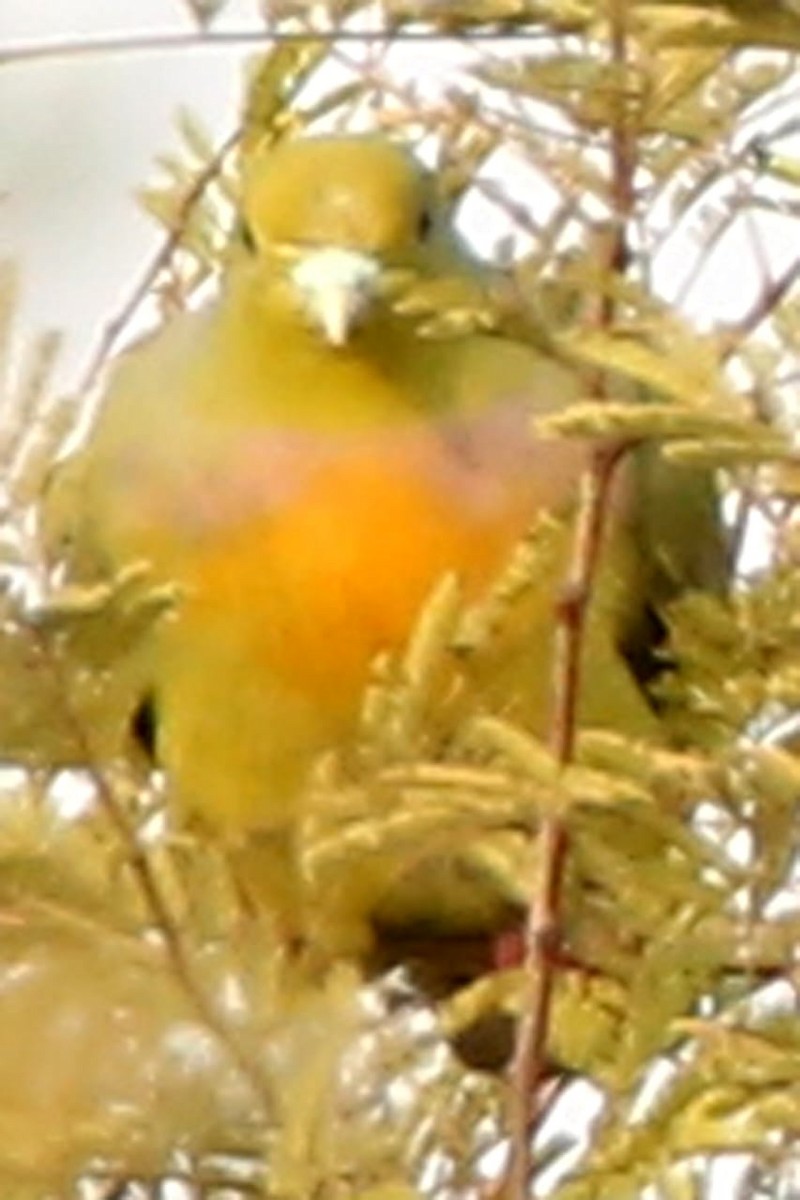 Orange-breasted Green-Pigeon - ML580920771