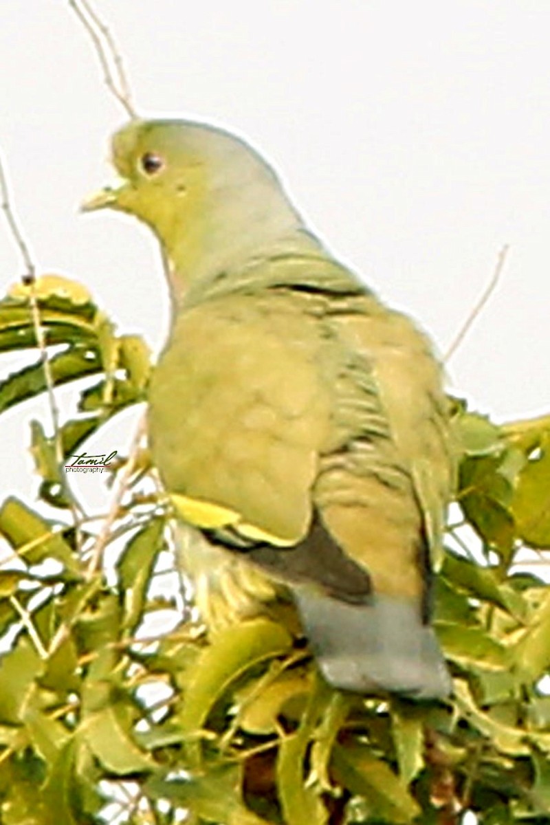 Orange-breasted Green-Pigeon - ML580920781