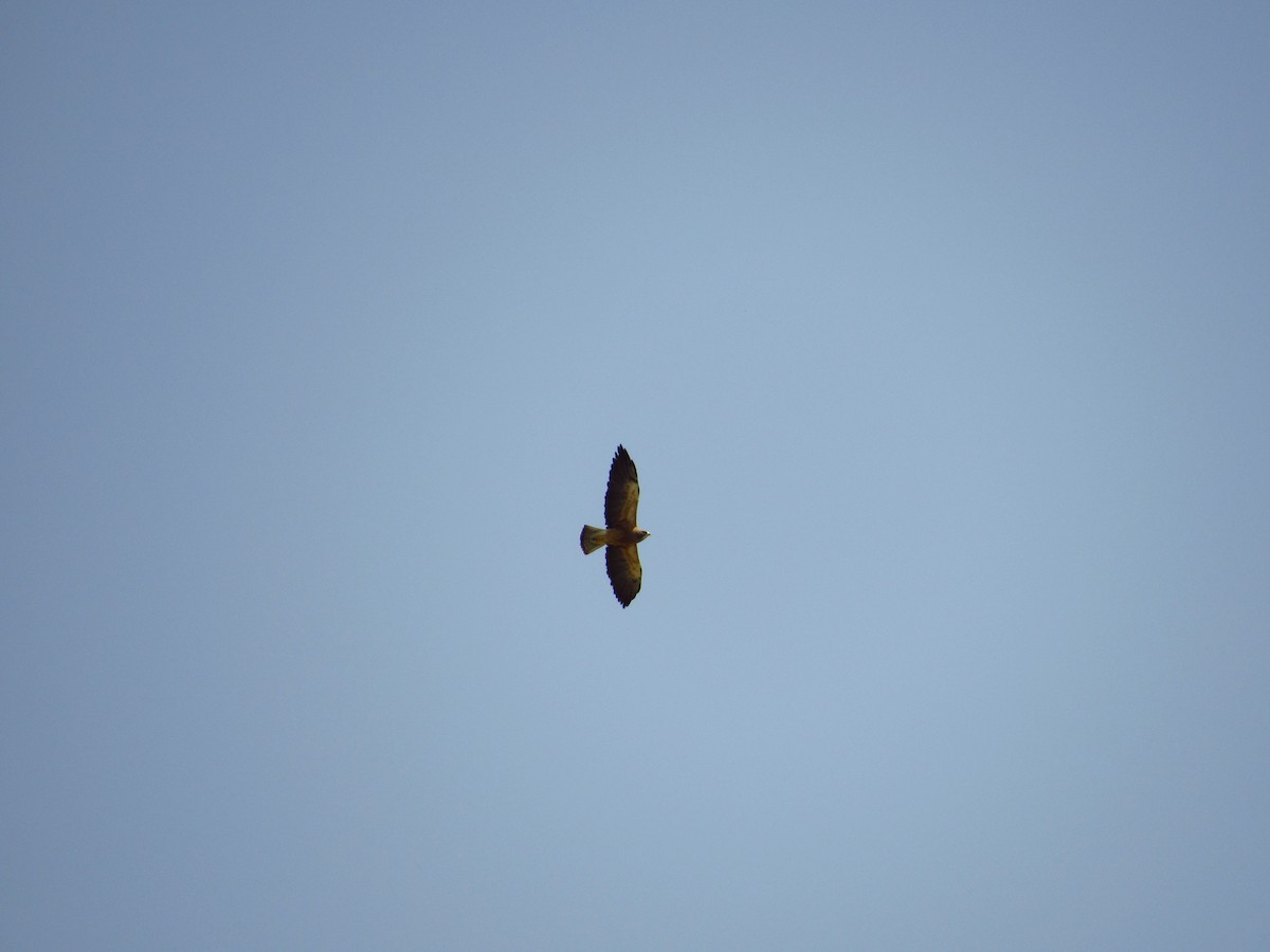 Swainson's Hawk - ML580920791