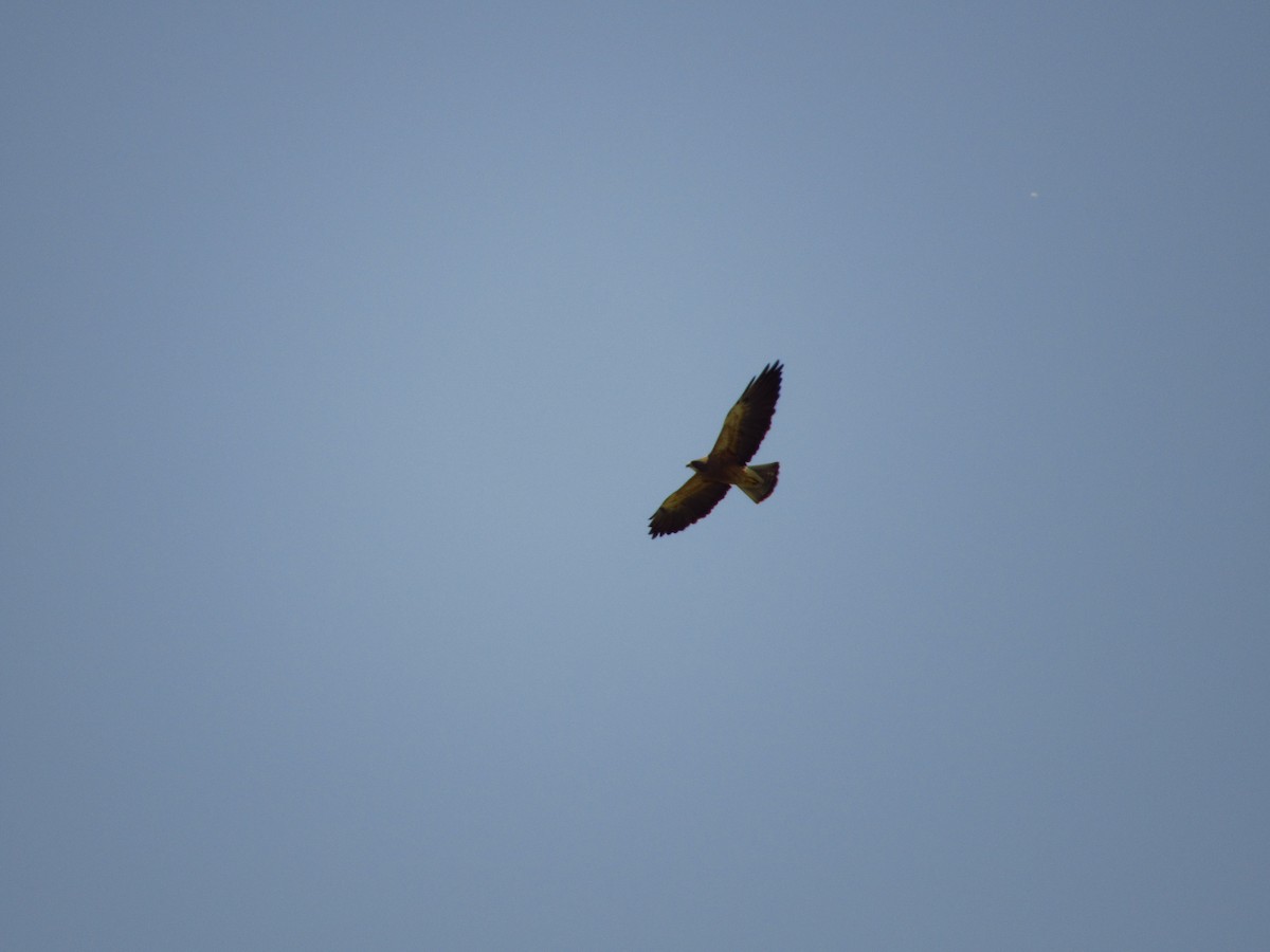 Swainson's Hawk - ML580920801