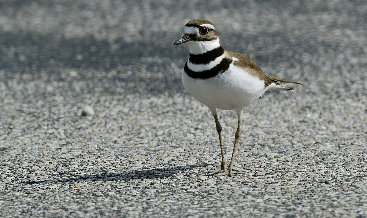 Killdeer - ML580921011