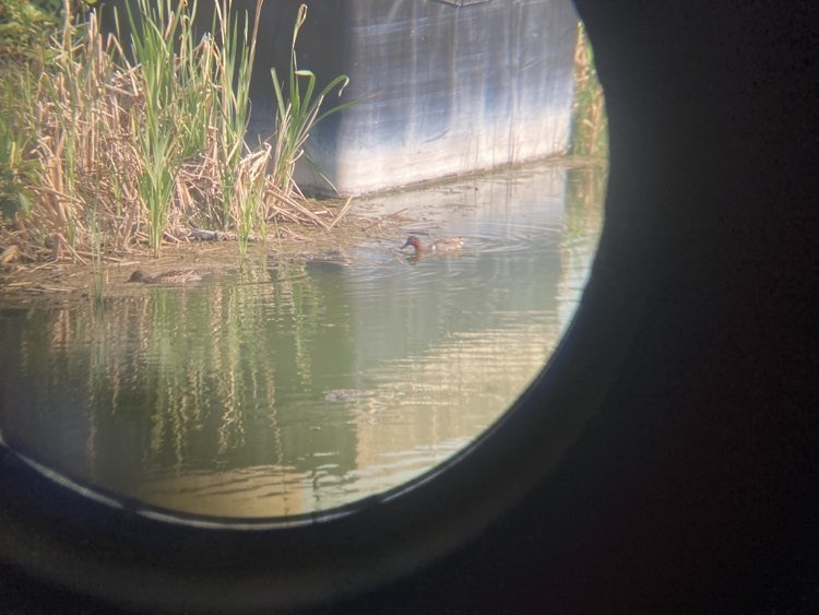 Green-winged Teal - ML580921551