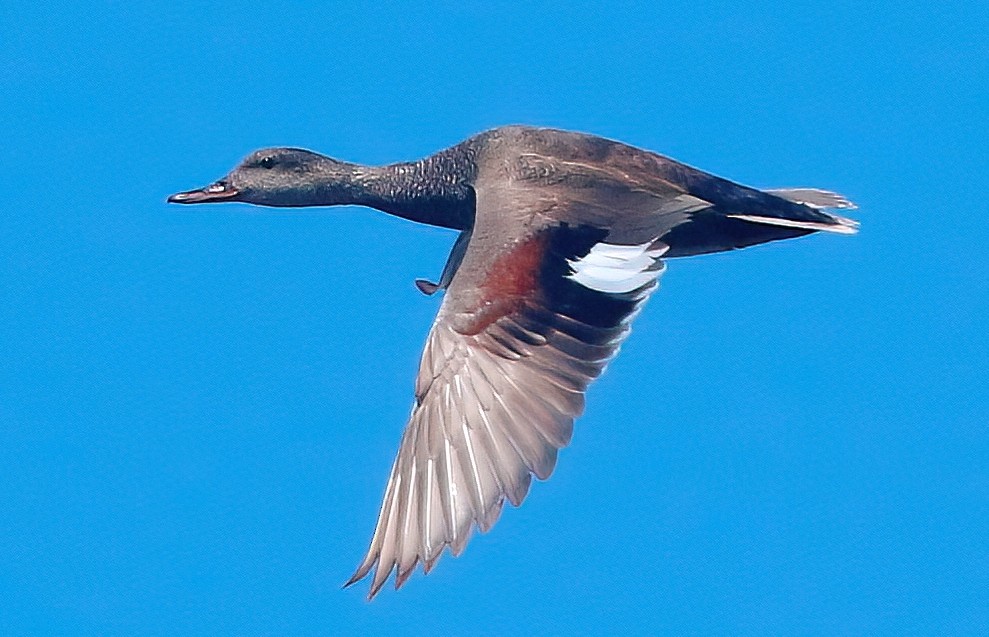 Gadwall - Mark  Ludwick