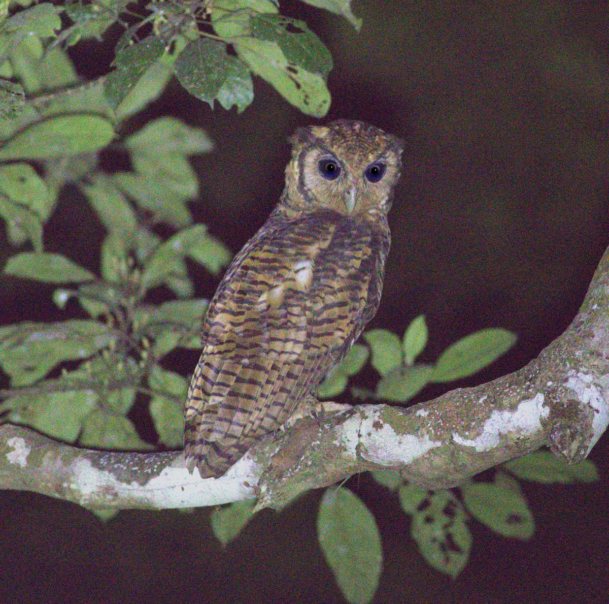 Fraser's Eagle-Owl - ML580921961